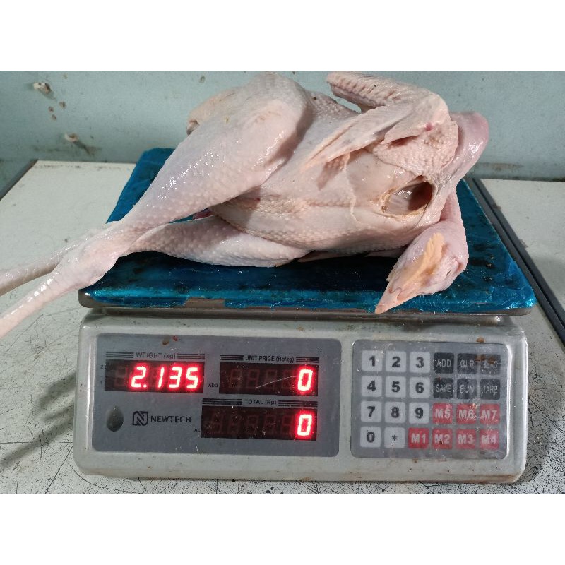 

ayam kampung jumbo