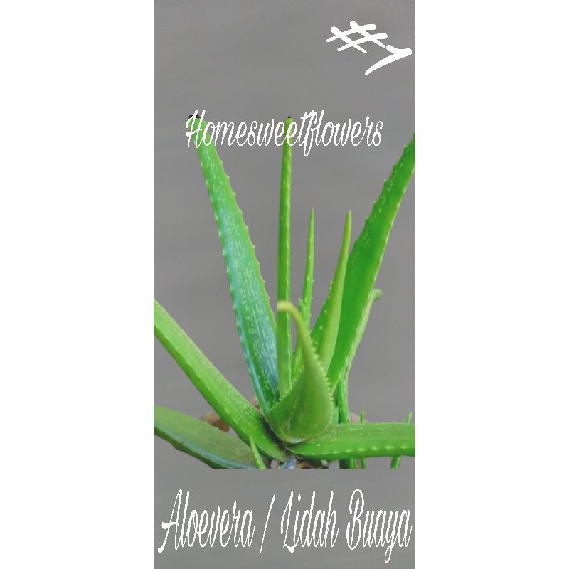 TANAMAN LIDAH BUAYA | ALOEVERA HERBAL | TANAMAN HIAS TERBAIK, TERMURAH | COD | TANAMAN HIDUP