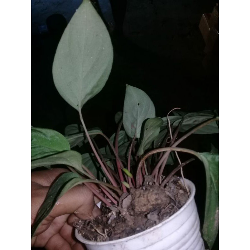 homalomena gren velvet mini