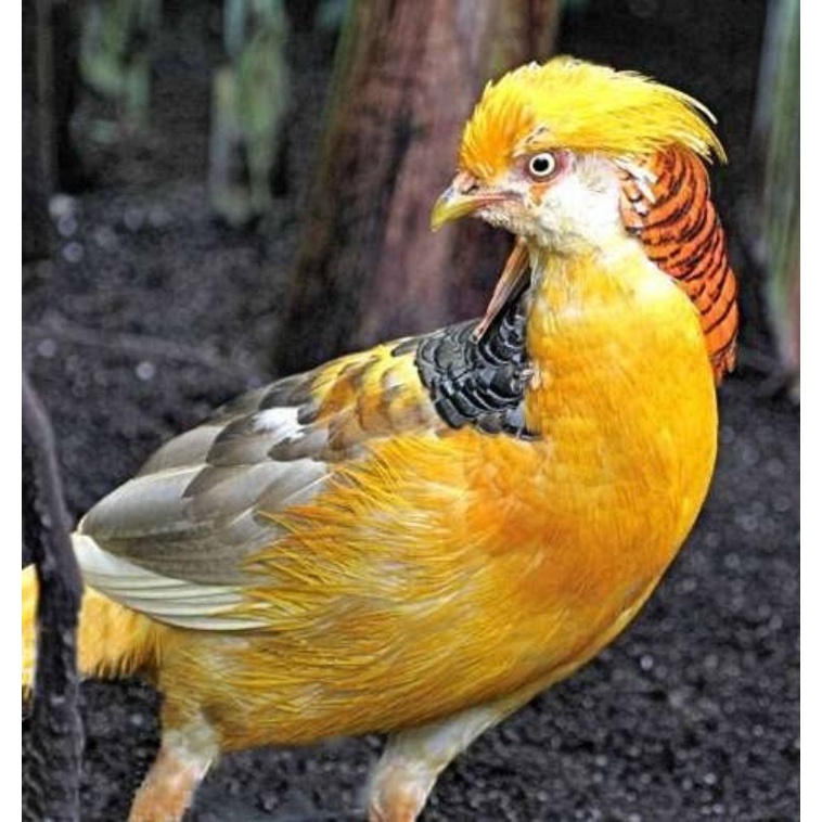 

TELUR AYAM HIAS RINGNECK YELLOW PHEASANT UNTUK DITETASKAN