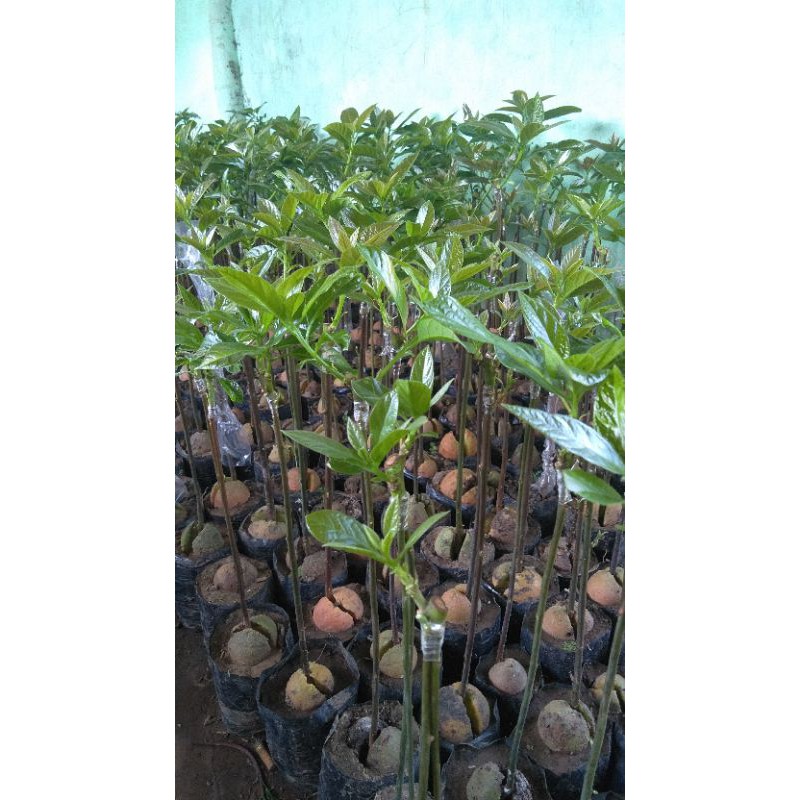 bibit alpokak samcuk yg bagus