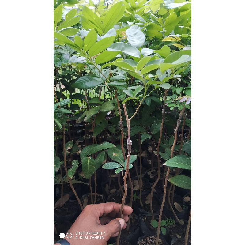 

klengkeng sambung sisip