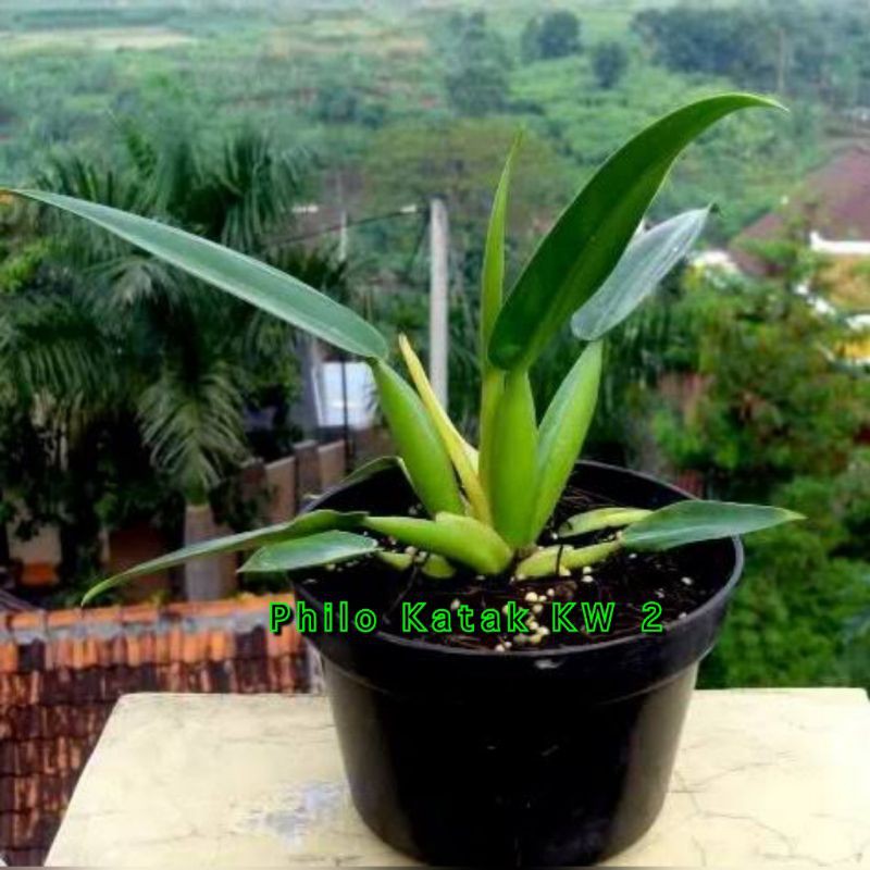 Tanaman Hias Philo Katak/Philo Eceng