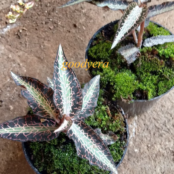 

Jewel Orcid goodyerra