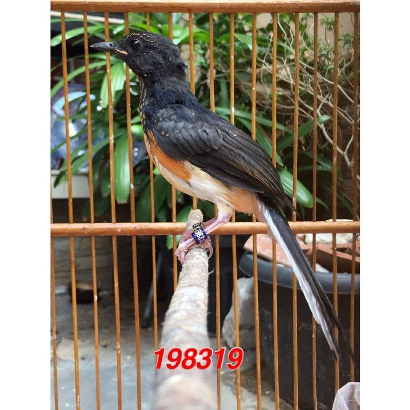 Anakan Trotol Murai Medan Trah/dari indukan ekor 25cm