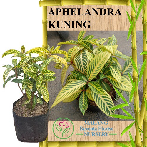 Tanaman Aphelandra Kuning Shopee Indonesia