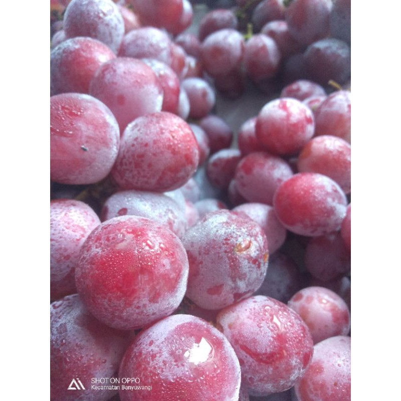 

anggur merah import fresh 1000g