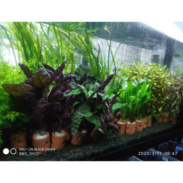 Hiasan Tanaman Aquascape Aquarium Harga Per 10pot Shopee Indonesia 2307