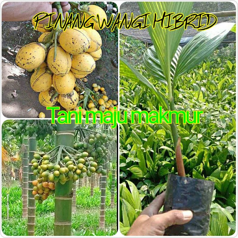 BIBIT PINANG WANGI WANGI HIBRID UNGGUL