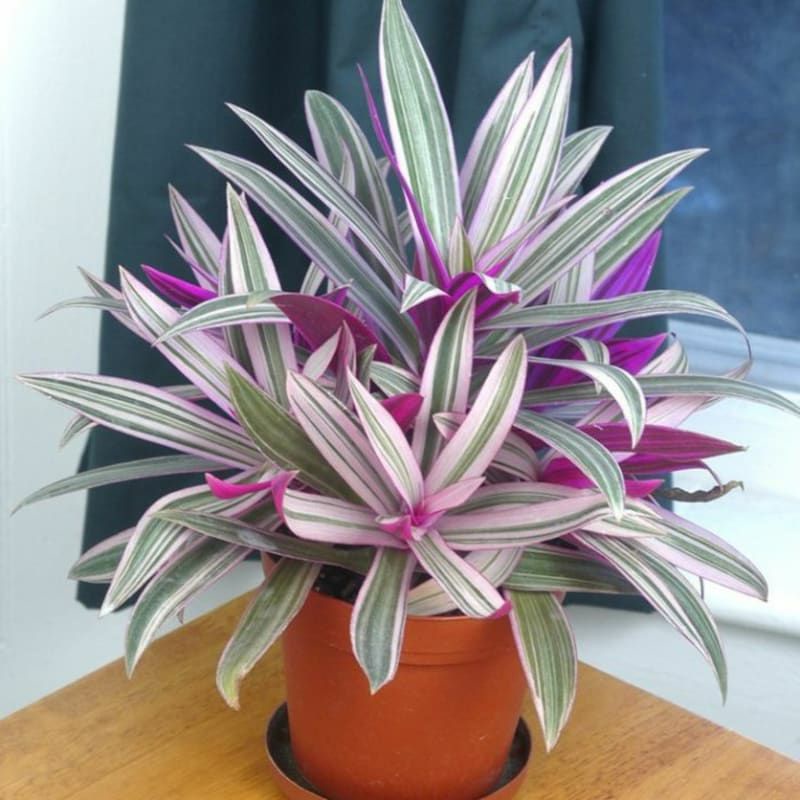 tradescantia spathacea / adam hawa varigata - tanaman hias outdoor
