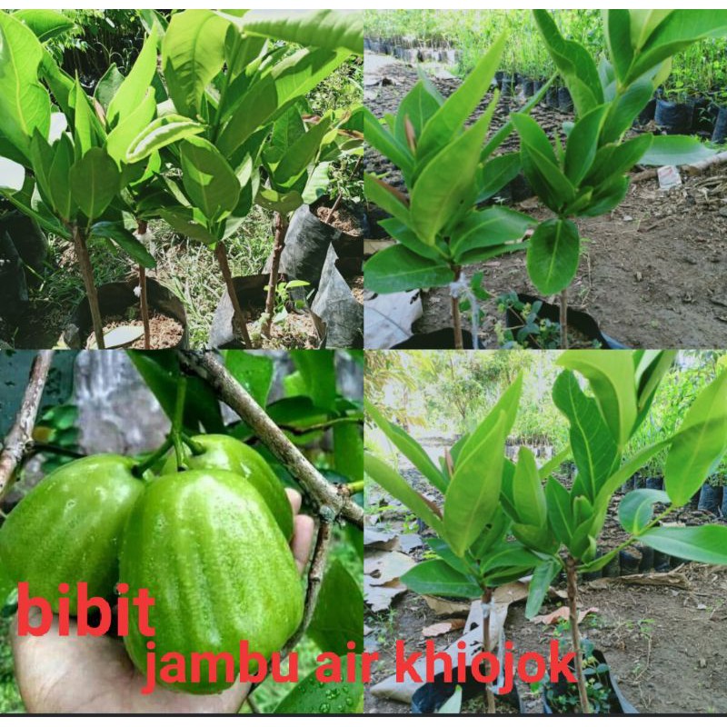 bibit jambu air khiojok