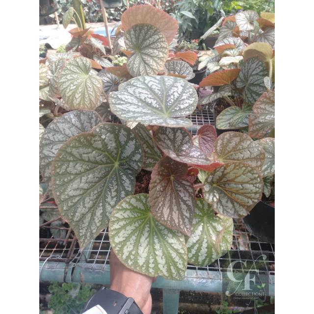 Tanaman hias Begonia Mocca ( Rimbun )