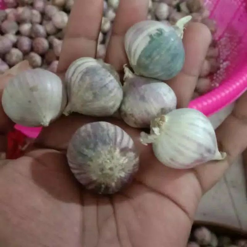 

bawang putih lanang/tunggal UK Besar 1Kg