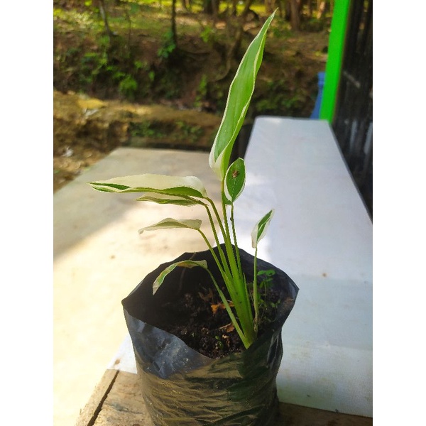 bibit umbi irut / umbi garut daun putih