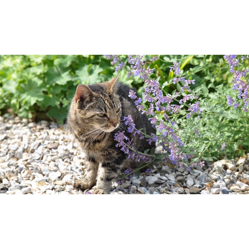 Benih Bibit Biji - Catnip Catmint Herbs (Nepeta cataria) SUPER - IMPORT