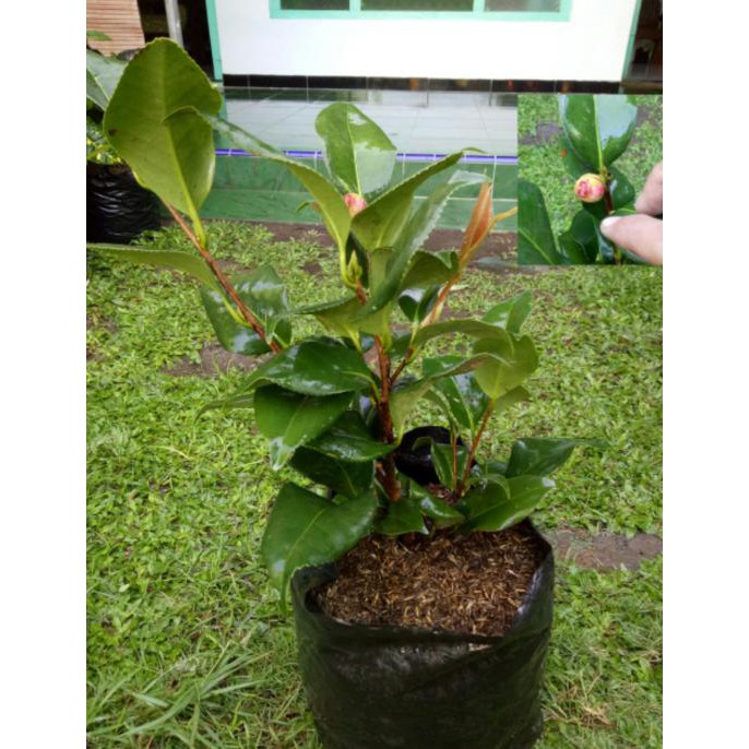 Bibit Bunga Tanaman Cempaka Merah -_-