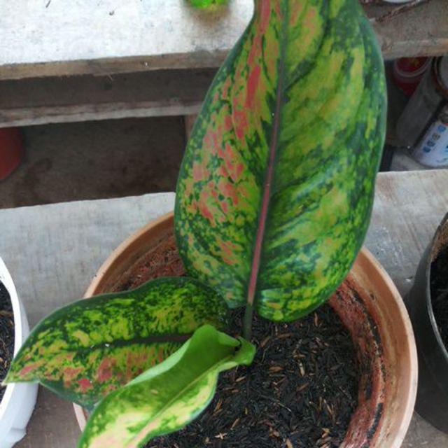  Bunga  Aglaonema  Heng heng merah Shopee Indonesia