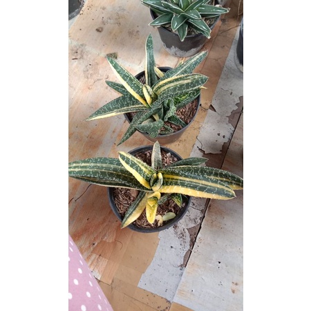 Gasteria Batesiana Varigata