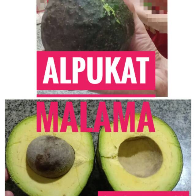 Bibit Alpukat Malama Okulasi || Alpukat Murah