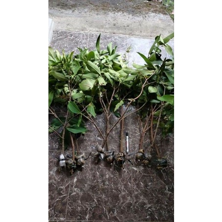 bibit fresh cangkok jambu madu deli hijau