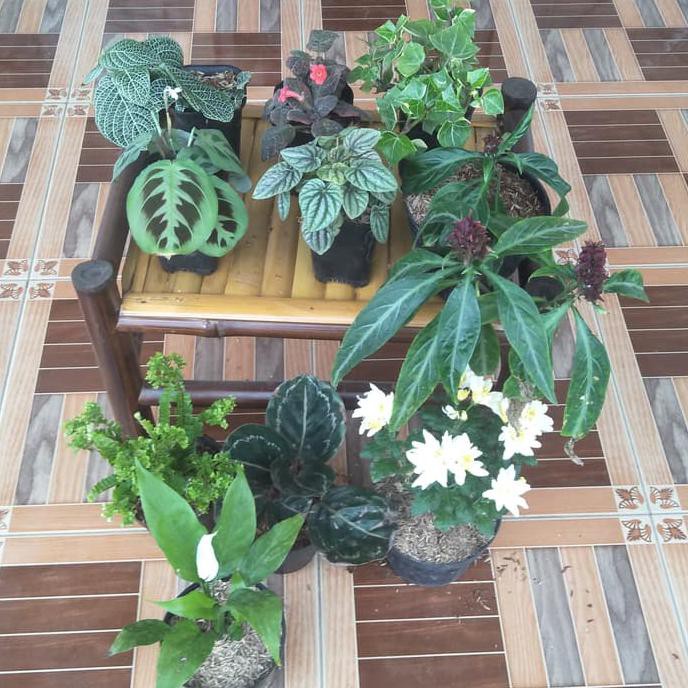 Sale Promo Macam Tanaman Hias Daun Dan Bunga 10 Pcs Yang ...