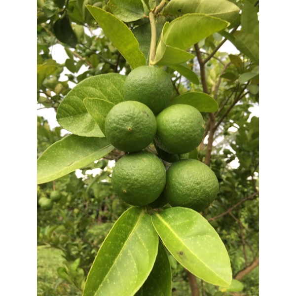 

JERUK NIPIS 1kg | JERUK LOKAL | JERUNIPIS SH | JERUK HIJAU | JERUK PREMIUM | JERUK ES | JERUK LEMON | JERUK PURUT | JERUK NIPIS COKLAT | JERUK SANTANG MADU | JERUK LIMAU | JERUK PERAS | JERUK KIMKIT | JERUK BALI