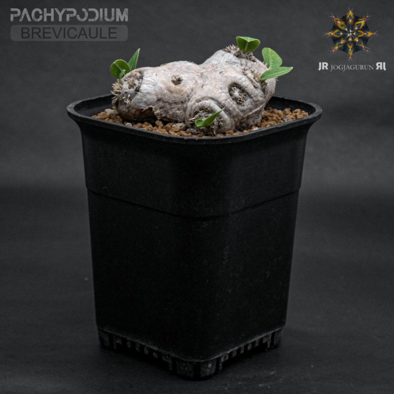 Pachypodium Brevicaule