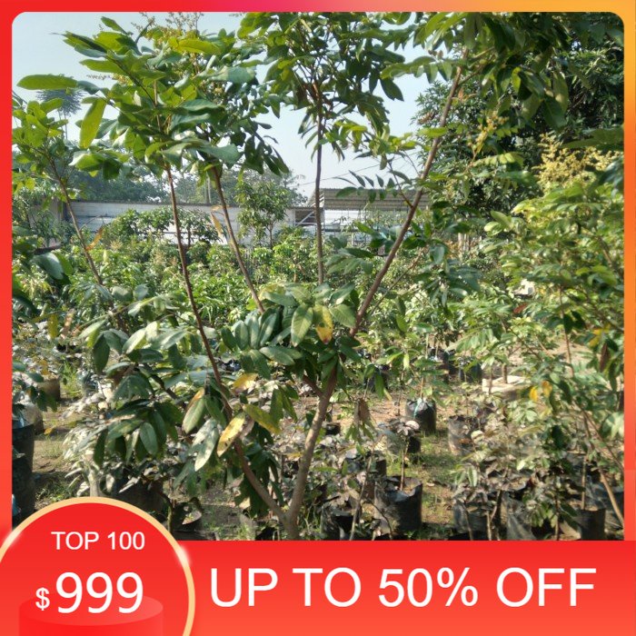 Pohon Buah, Pohon buah kelengkeng. Tinggi 2 meter.