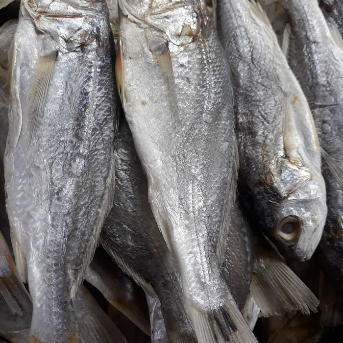 

Ikan asin kepala batu