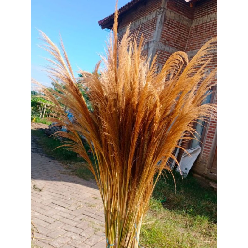 (ECER) PAMPAS BULU TIPIS / PAMPAS BULU COKLAT / DRIED GRASS / PAMPAS RUSTIC / DEKORASI RUSTIC