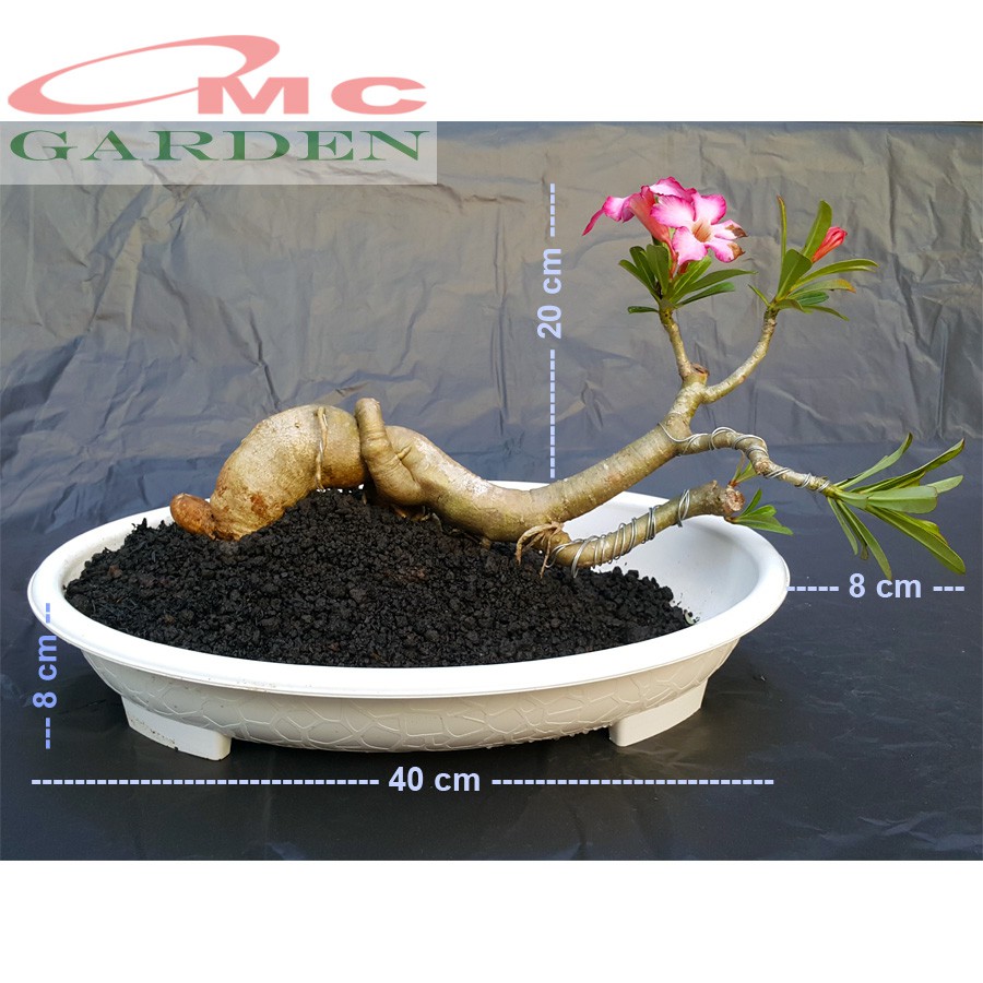 Tanaman Hias Bonsai Adenium Arabicum Obesum Kamboja Jepang B Kj 002tp Shopee Indonesia