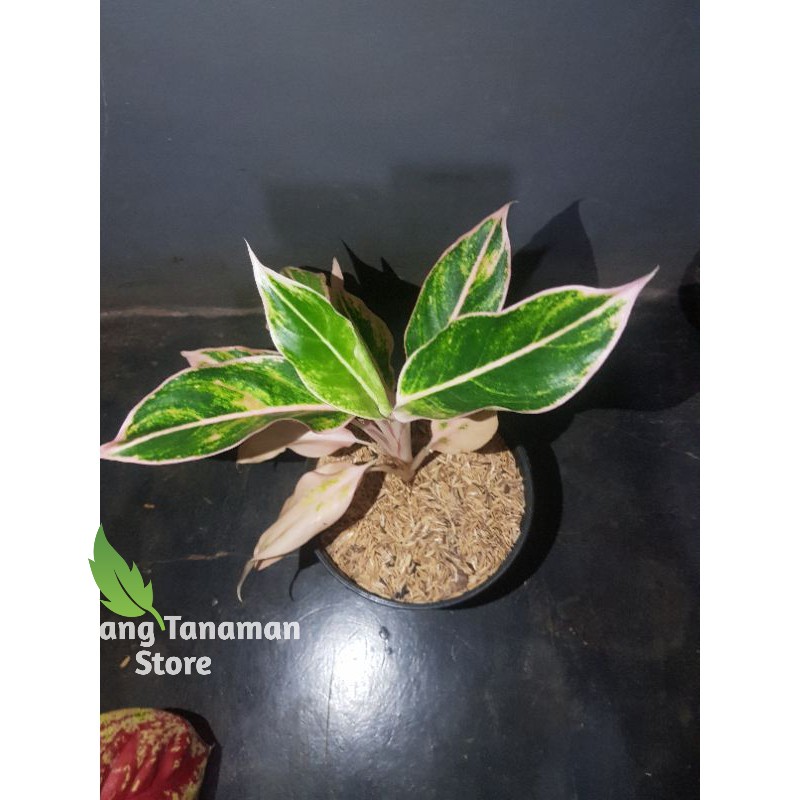 tanaman hias aglonema lipstik puding - aglonema lipstik puding