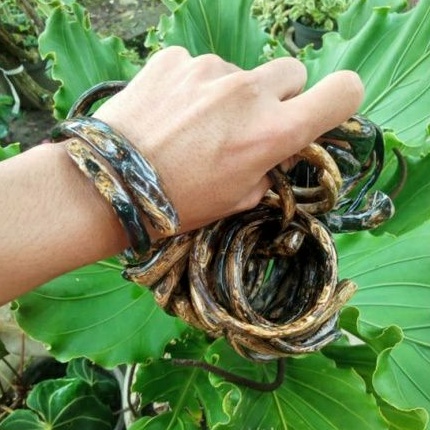 gelang akar bahar brahma size sedang