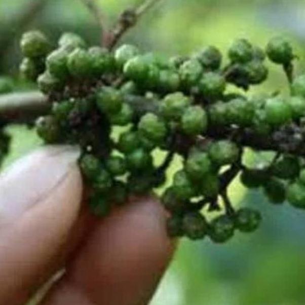 

TERLARIS ㊫ Andaliman Segar 100 gr ☁