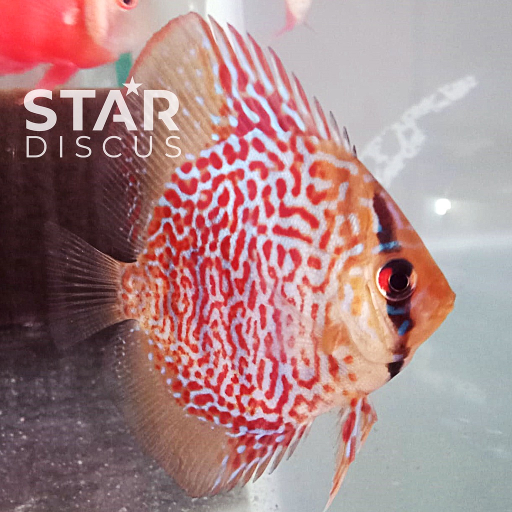 Discus Ring Leopard ukuran 2,25 inch (-)