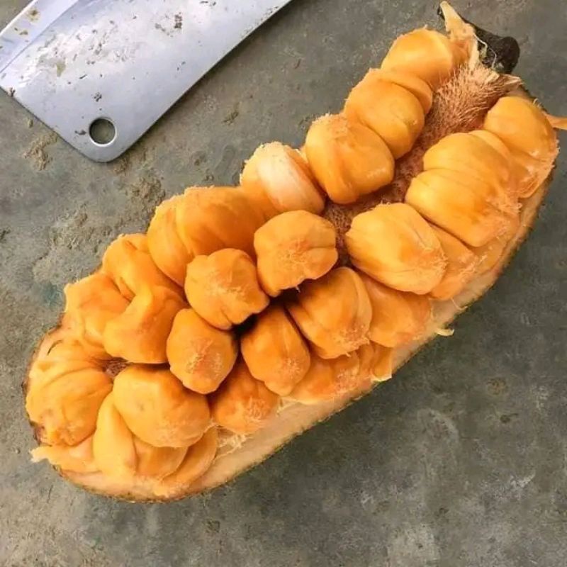 bibit buah cempedak siap berbuah COD