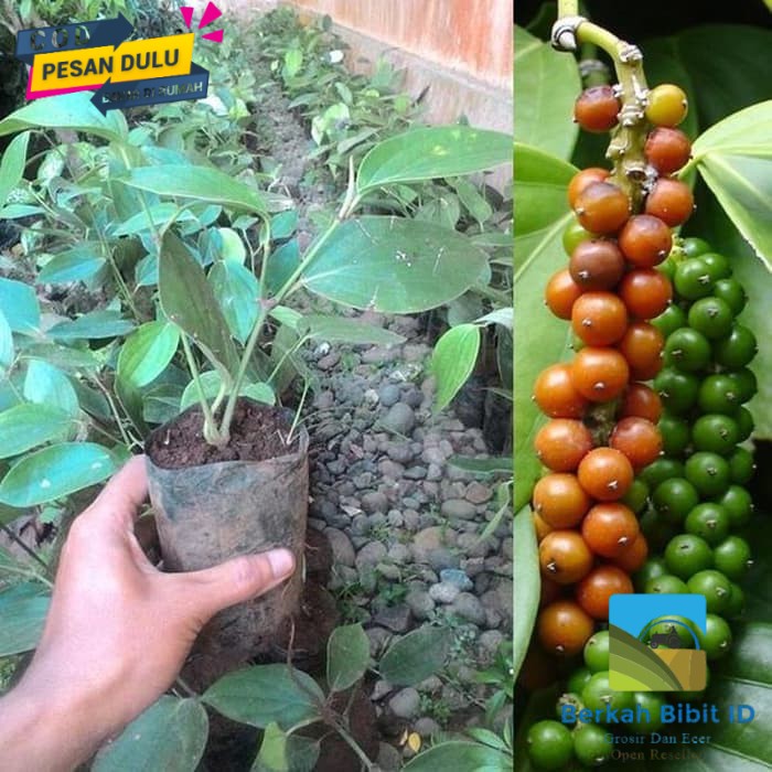 Bibit Lada Perdu super unggul