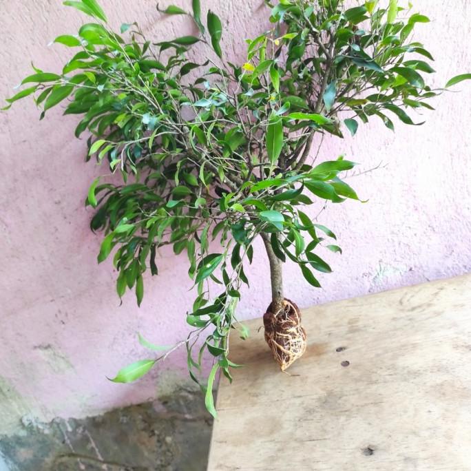 bahan bonsai beringin arjuna - tanaman hias ficus