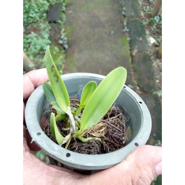 Paket Bibit Anggrek Cattleya size seddling