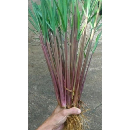 

Promo sereh wangi atau sereh merah lanang 100gr