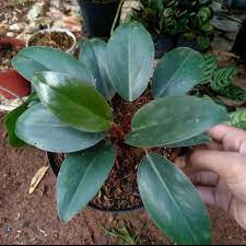 Philodendron compact congo - philo compact - BAKUL KEMBANG