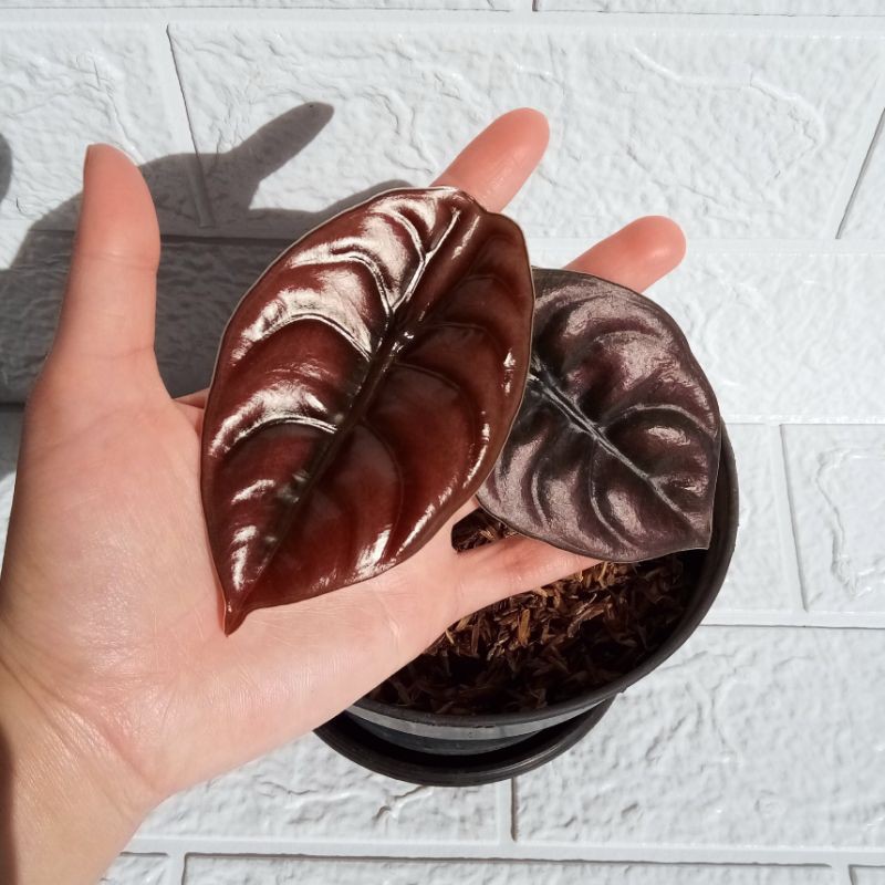 Alocasia Cuprea / Keladi Tengkorak