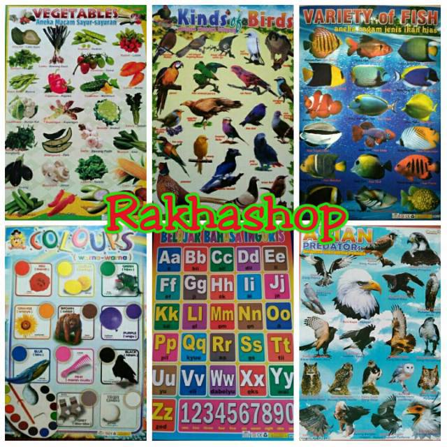 

Poster Edukasi Anak Binatang Jinak / ternak / buas / mamalia / herbifora carnivora unggas burung