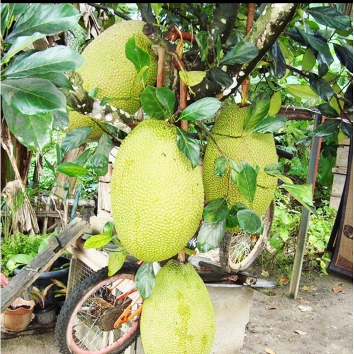 BIBIT TANAMAN NANGKA KANDEL OKULASI (COCOK DI TANAM POT)