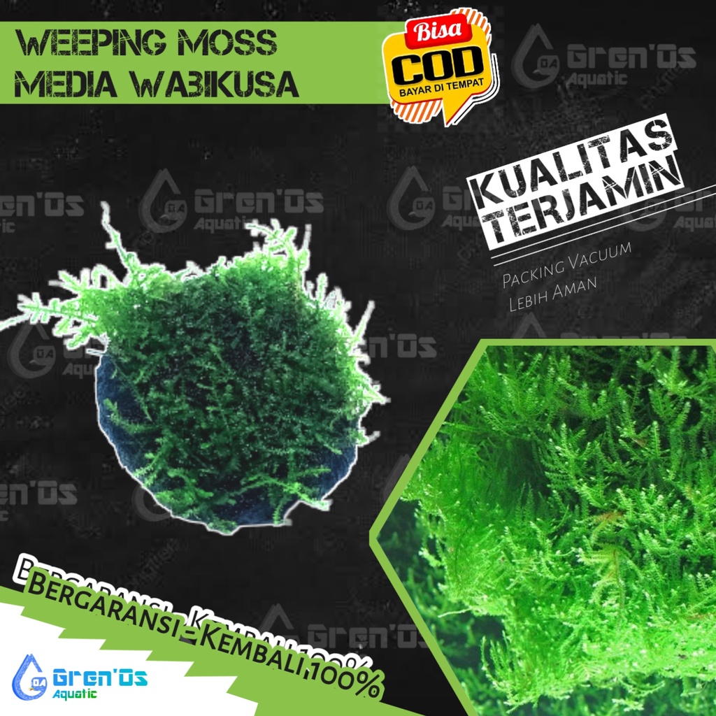 Weeping Moss Wabikusa Aquarium Aquascape