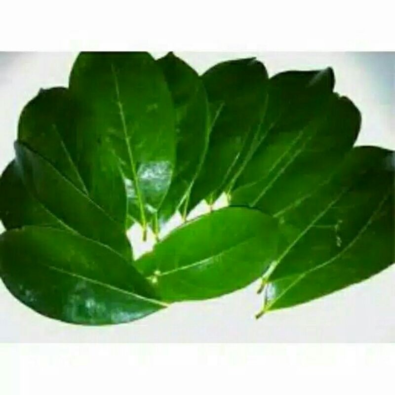 

SIRSAK SEGAR ASLI TANPA PESTISIDA ! PESAN PAKAI JNT