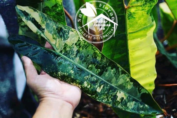 Bibit Bonggol Philodendron Billietiae Varigata