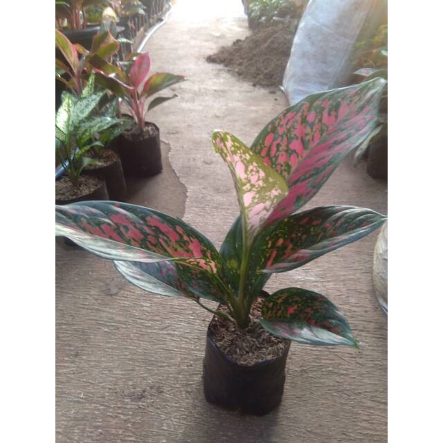 Tanaman hias aglonema red venus aglaonema aglo