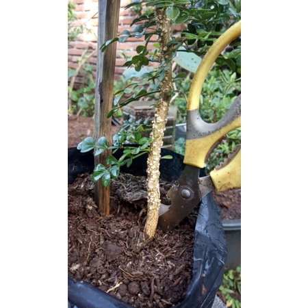 bibit bonsai kawista batu