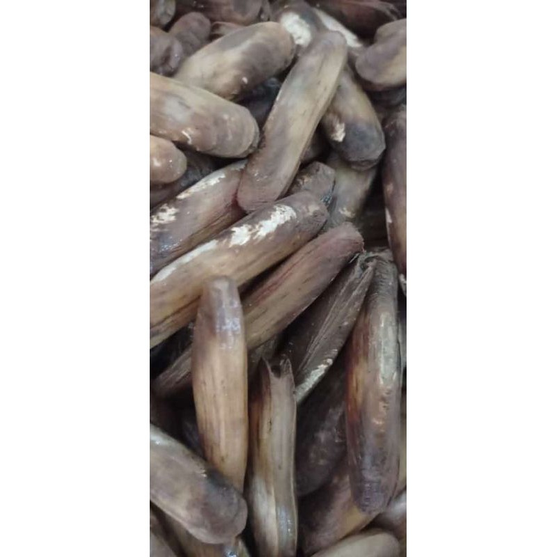 

kerang tanggal